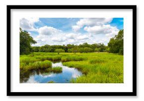 Florida wetland