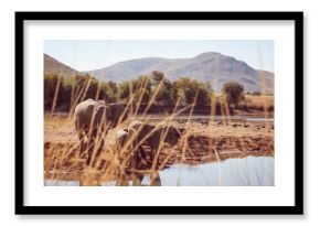 Elephant family by pond in forest
