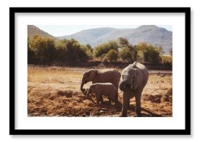 Elephant family by lake in forest