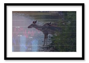 Drinking lake water, two moose bending necks at lake shore with shrubs and financial chart overlay