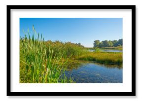 Shore of a lake in summer 
