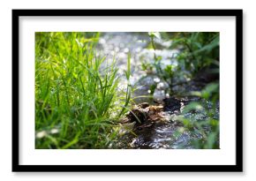 creek in a spring forest