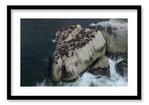 High angle view of seals resting on rocks