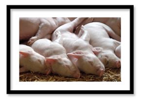 The piglets are sound asleep, their peaceful slumber punctuated by soft snores, creating an endearing scene of tranquility and innocence.
