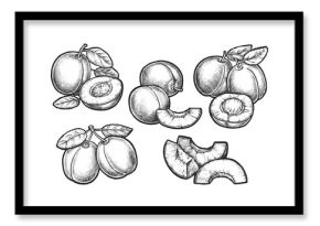 Set of plum sketches. Vector isolated fruit sliced. Drawing of juicy plant berry for food market sign. Vegetarian or vegan nutrition ingredient.Juice and eating illustration for recipe or cooking book
