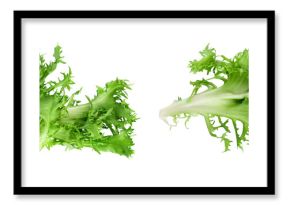 Fresh green leaves of endive frisee chicory salad isolated on white background with  full depth of field. Top view. Flat lay