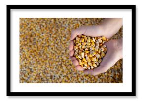 Dry corn kernels in hands