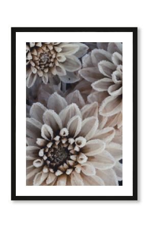 Frozen white chrysanthemums close-up, winter beauty