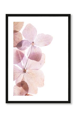 pink hydrangea flowers on the white background. floristic concept