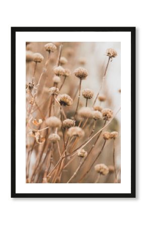 Sensual delicate lilac and beige background: delicate dry flower in winter in February in Chicago