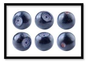 Bilberry isolated png. Bilberry on white or transparent background. Perfect retouched blueberries no background. Png bilberries collection. Full depth of field.