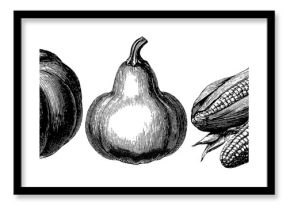Engraved illustrations of pumpkin, corn, and squash for autumn design projects
