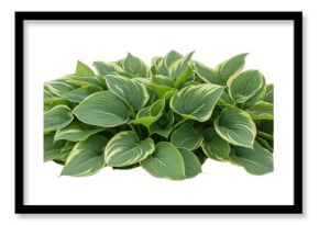 Isolated clumping Hosta plant with variegated green foliage, creating a naturalistic element