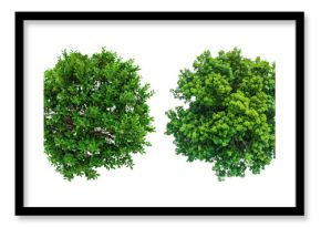 PNG Lush green spherical trees, element set on transparent background