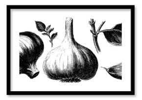 Engraved illustration set featuring garlic bulbs and cloves for culinary design