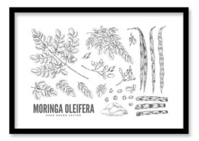 Black and white sketch of branches with leaves, flowers, fruits and powder, moringa oleifera.