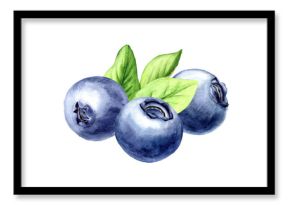 Fresh ripe wild forest blueberries . Watercolor hand drawn illustration, isolated on white background