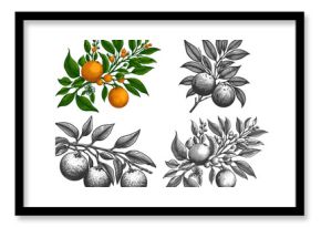 orange branch with fruit, leaves, and blossoms Set collection bundle sketch engraving generative ai raster illustration. Scratch board imitation. Black and white image.