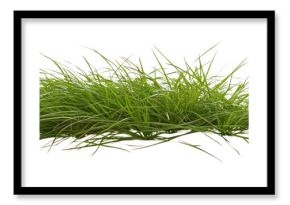 PNG Beautiful green grass vegetation background isolated.