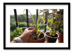 Closeup of man hand touching sprouts of tropical lemongrass (Cymbopogon citratus) herb in pot on balcony. Cultivation homegrown aroma citronella herbs, indoor gardening, sustainable living. 