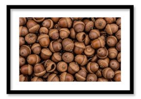 Abundant Acorns Autumn Harvest. A rich tapestry of oak nuts, showcasing intricate textures and earthy hues. It represents the potential for future development and natural abundance.