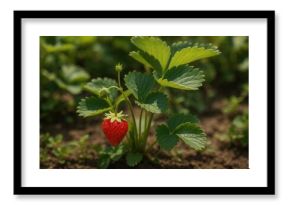 Close-up of a strawberry bush in a backyard setting with blurred background