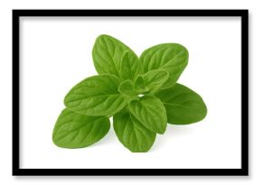 Vibrant green oregano leaves close-up, highlighting natural texture and crisp herbal details against transparent backdrop