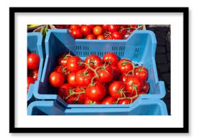 Frische Tomaten in einer blauen Plastikkiste auf einem Marktstand, Deutschland