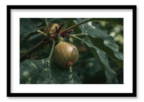 Morning scene of fig fruit growing in a forest environment.