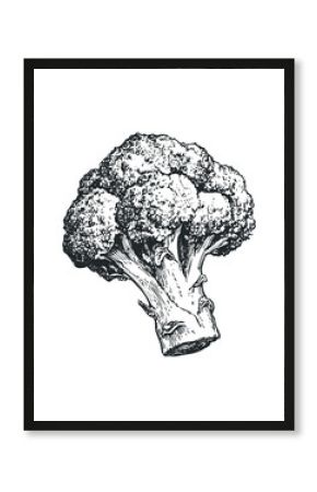 Detailed ink sketch of fresh broccoli on a white background