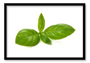 Fresh Basil, Ocimum basilicum Leaves, isolated on white background
