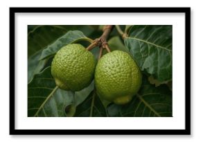 Fruit of the Ficus Pungens plant species