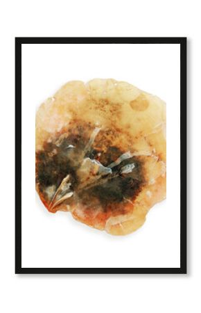 Close-up of Anomia shell object isolated on white background, delicate marine bivalve with translucent weathered texture. Yellow beige colored seashell, organic round shape and textural detail