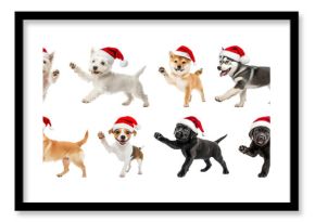 PNG Adorable puppies wearing Santa hats, element set on transparent background