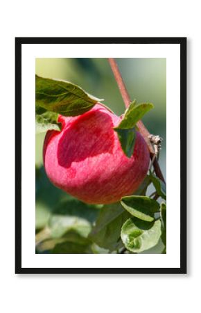 Red apple is hanging from a tree