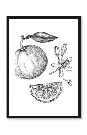 Yuzu sketches. Hand drawn vector illustration of citrus fruit with flowers and leaves. NOT AI generated