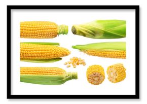 Collection of maize cobs or corn cob pieces isolated on white background. File contains clipping paths.