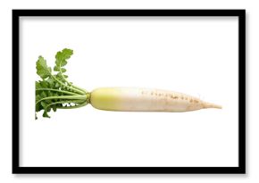 Fresh white radish with green leaves isolated on transparent background