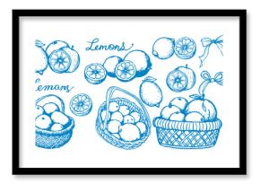 Lemons Set Sketch Line Drawing Style. Line Art Fruit Sketch on White Background. Citrus Contour Outline Illustration. Vector EPS 10.