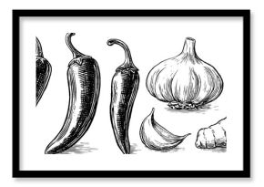 Hand drawn vintage engraving of chili peppers, garlic, and ginger for retro culinary design