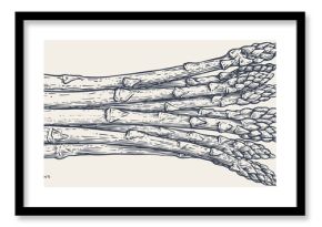 Asparagus, sketch organic vegetable. Vintage retro print, black white asparagus drawing, sketch ink pencil draw, engrave old school style. Sketch artwork silhouette asparagus. Vector Illustration