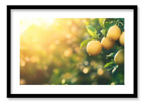 Fresh Lemons on Tree with Sunlit Background
