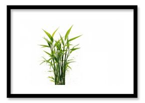 Bamboo shoots emerging from the ground, growth and renewal, Earth Day