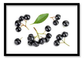 Chokeberry with leaf isolated on white background. Black aronia. Top view. Flat lay