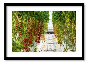 Varieties of tomatoes used as a gene pool for plant breeding purposes in Dutch horticulture