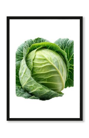 cabbage isolated on white