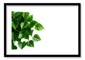 Golden pothos leaves on black, vibrant foliage, houseplant, cut out transparent