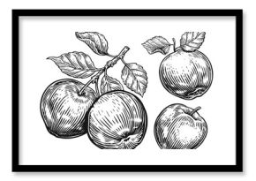 Apples set. Fruits drawings in vintage engraving style. Hand drawn sketch illustration