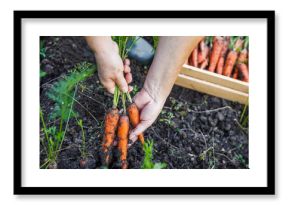 Farmer hands picking fresh carrot from organic vegetable garden