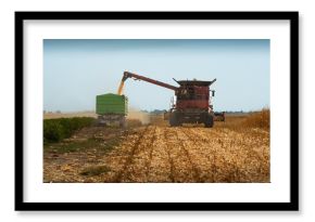 Combine transferring corn after harvest